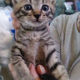 ☆家の前に捨てられていました　キジトラ　男の子☆