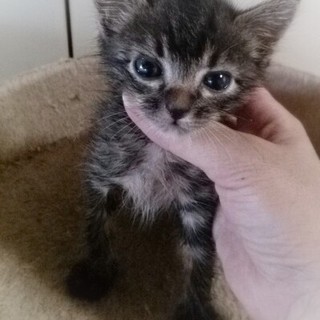 ☆まんまるおめめのキジトラ男子　ごえもん☆