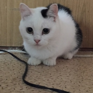 小柄でお目々くりくりの小結ちゃん