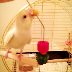 24日目、よく遊んでいます