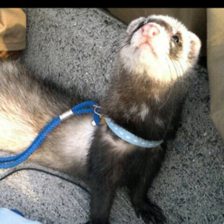 大切にしていただける方。