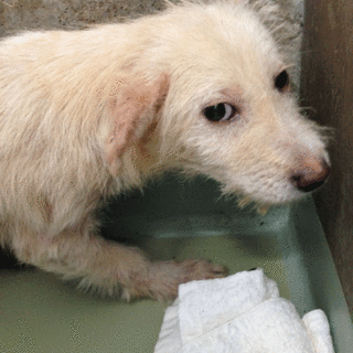 まだ幼い、雑種くん。固まってます！