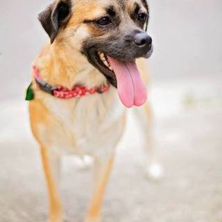 ★【里親募集中】ダライラ★