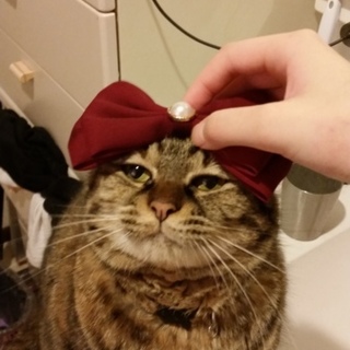 とても寂しがりやで人なつこいです。