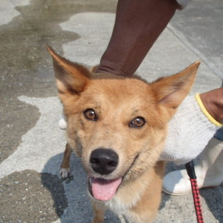 人慣れした陽気でおだやかな小ぶりの女の子です。