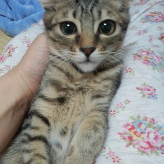 キジトラ美人さん♪ぴこぴこ尻尾のぶぅちゃん。