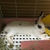 保護うさぎメィちゃん♀生後３ヶ月 サムネイル2