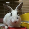 保護うさぎメィちゃん♀生後３ヶ月 サムネイル3