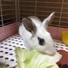 保護うさぎメィちゃん♀生後３ヶ月 サムネイル5