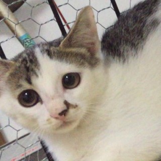 お早目に★美猫★アイラインを入れたようなかわいい目