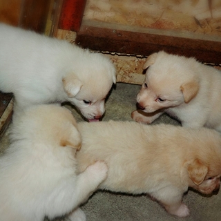 保護犬2頭から仔犬が生まれました仔犬、母親里親募集