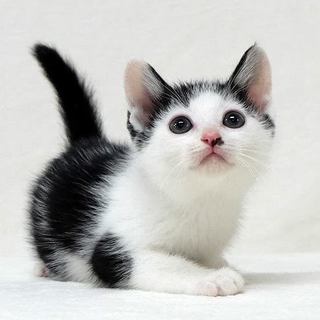 前髪切りすぎたのニャ～