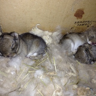 ネザーランドドワーフのウサギさんです。