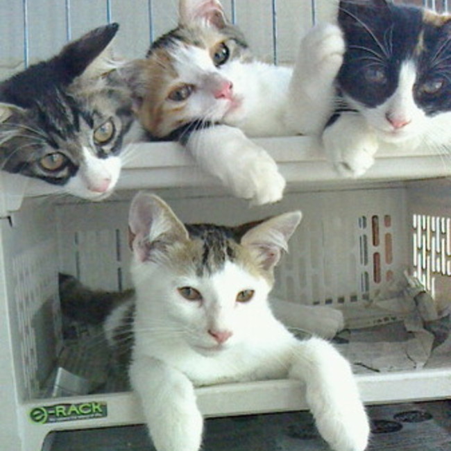 横須賀猫ストーリーのカバー写真