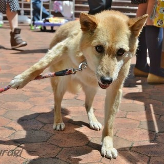 ゆったりのんびりシニア犬きなこ