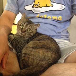 お膝大好き！アメリカンカールミックスの女の子