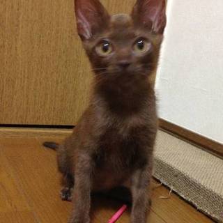 ★近畿★生後2ヶ月半くらい　綺麗な茶色♂