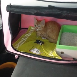 何処に行くの？