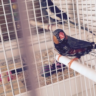 可愛がってくれる方探しています。