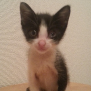 生後３か月白黒のカワイイ男子