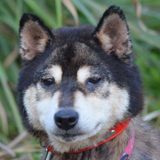 ちいちゃいおばあちゃんワンコです