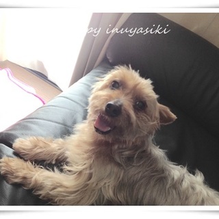 すずな☆８～９才、穏やか過ぎるヨーキー♀