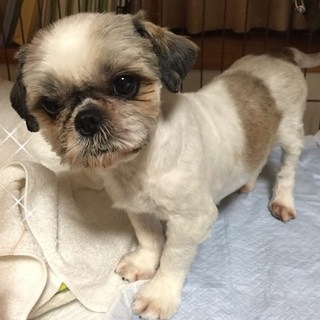 たまお☆癒しの美女シーズ５才