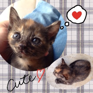 子猫の里親さん募集☆