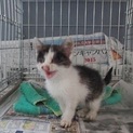 期限僅か！子猫です