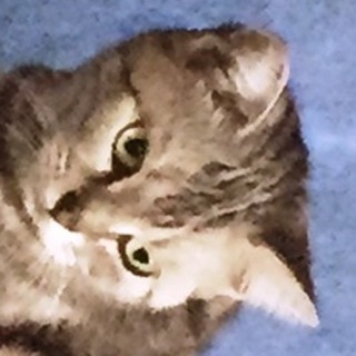 アメショーの女の子