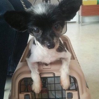 かわいいおばあちゃん