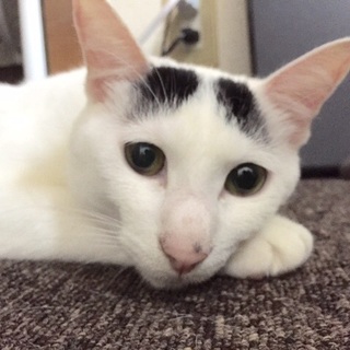 【里親さん決定しました！】まろまゆさん！