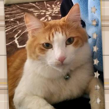 レオ、虹の橋は渡ったかな