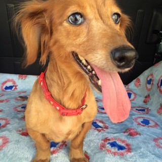 甘えん坊ダックス