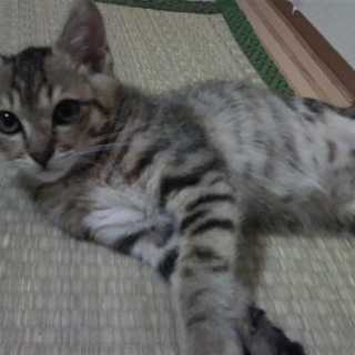 大怪我にも負けなかったよ３本脚の「バンビ」☆