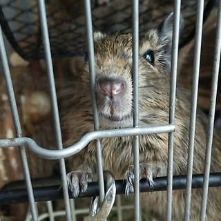 6/1産まれデグー(アグーチ)里親募集※一時中止