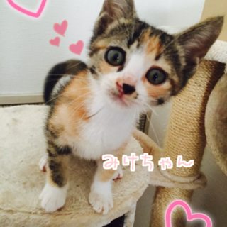 ミルクで育った甘ったれな可愛いキョウダイ♥