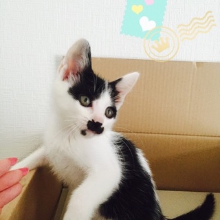 ミルクで育ったとても可愛い甘ったれキョウダイ♥