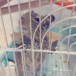 デグーの里親さん探してます