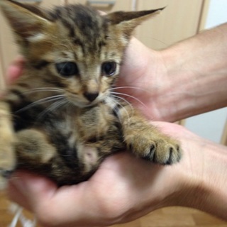 生後1〜2ヶ月の子猫ちゃん