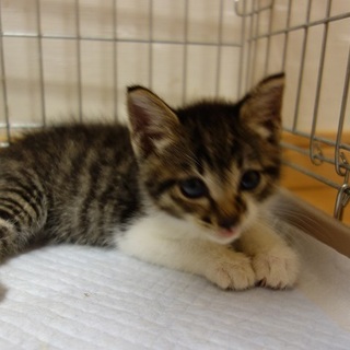 二ヶ月　人が大好きな可愛い男の子