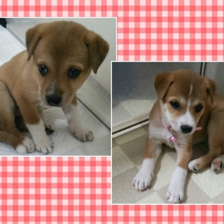 保健所に連れて行かれそうになりまして…