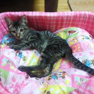 卒園時期が来ましたので、新しい家族を募集致します。