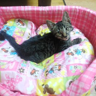 卒園時期が来ましたので、新しい家族を募集致します。