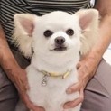 飼い主病気のため行き場を失ったチワワくん