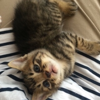 ★近畿★生後1ヶ月　サマー兄妹キジ♂