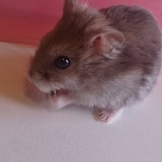 ジャンガリアンくんの里親募集