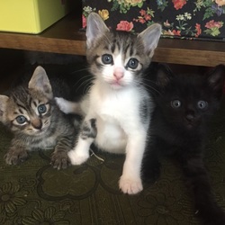 生後一ヶ月！離乳食、トイレトレーニング中です。