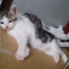 猫ちゃんの里親さん募集 サムネイル4