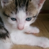 猫ちゃんの里親さん募集 サムネイル7
